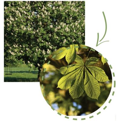 Le chataigner et ses feuilles 